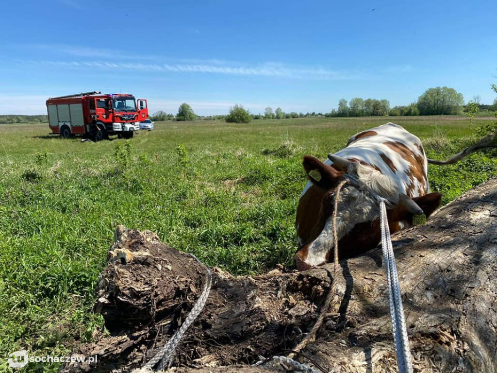 Krowa w Bzurze, interwencja OSP Brochów