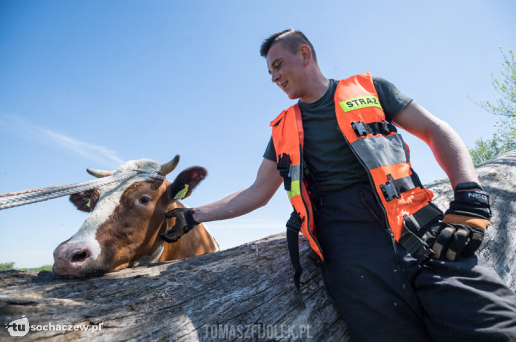 Krowa w Bzurze, interwencja OSP Brochów