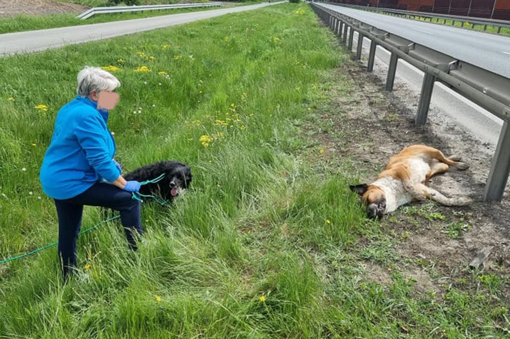 DK 50, dramat na drodze, poszukiwany właściciel