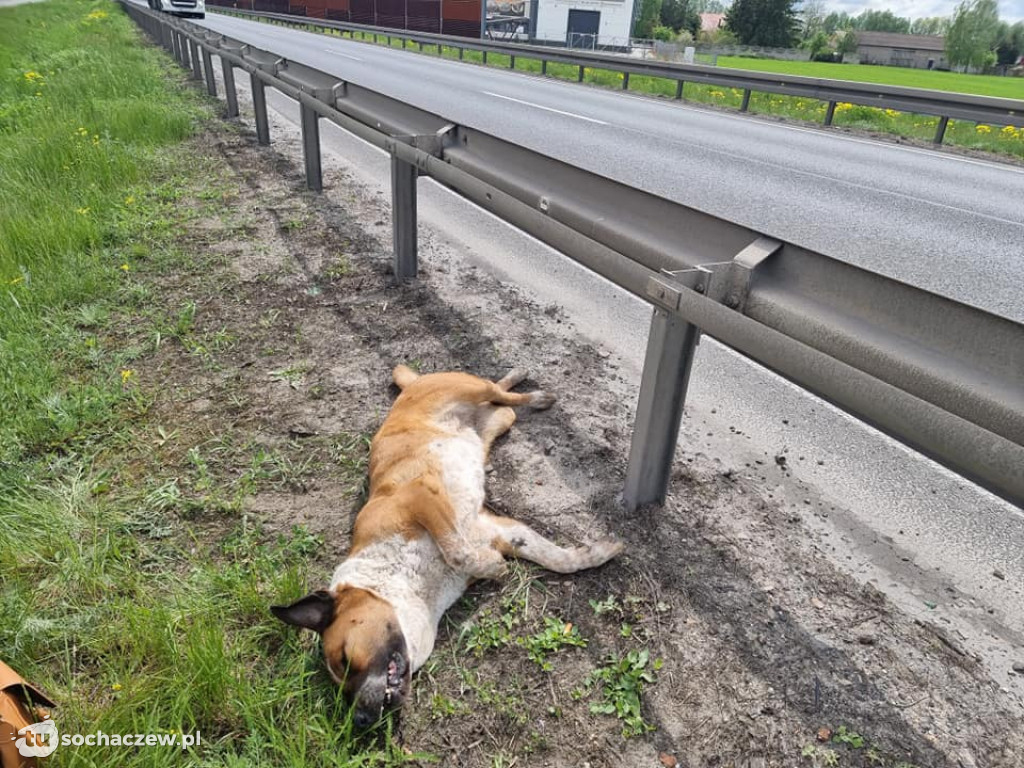 DK 50, dramat na drodze, poszukiwany właściciel
