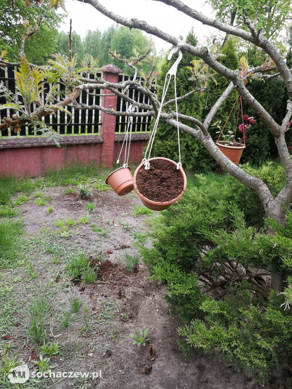 Kradzieże kwiatów w powiecie