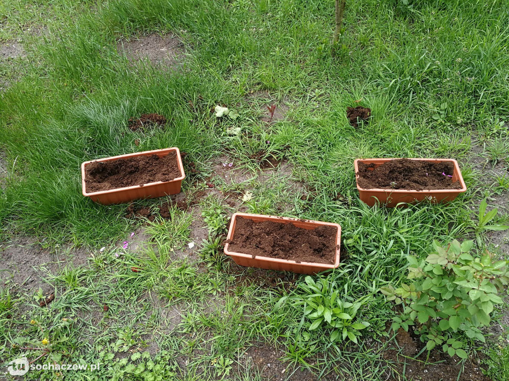 Kradzieże kwiatów w powiecie