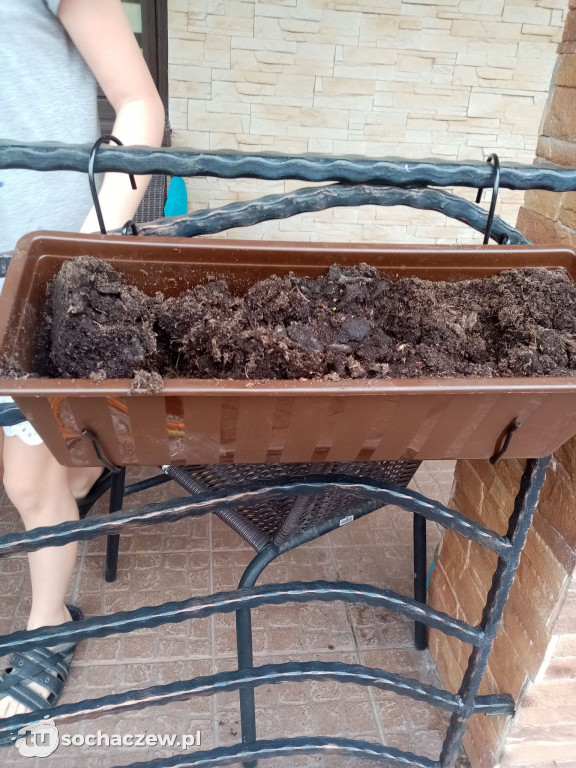 Kradzieże kwiatów w powiecie
