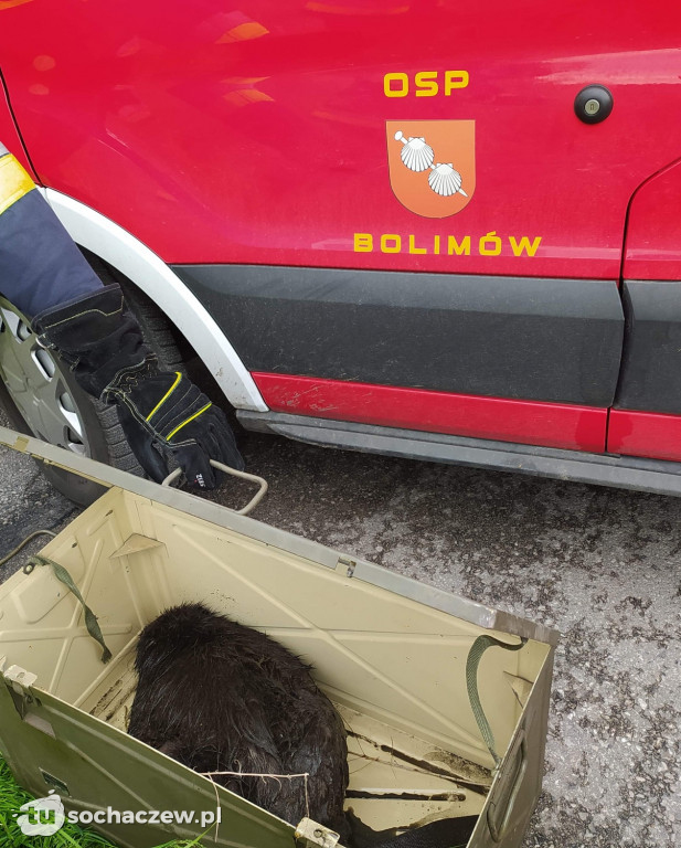 Bóbr w przydrożnym rowie