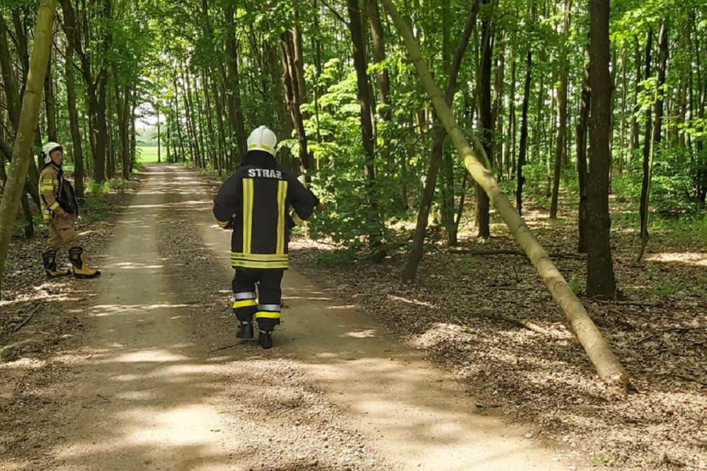 Podcięte siekierą drzewa w gminie Kampinos