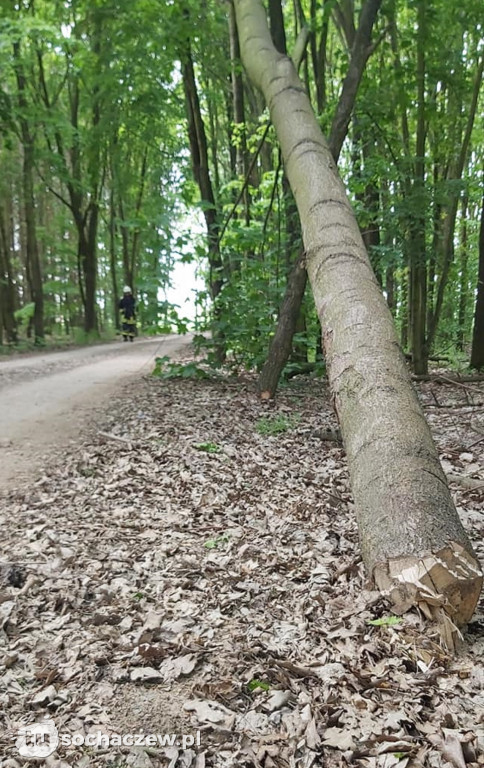 Podcięte siekierą drzewa w gminie Kampinos