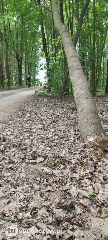 Podcięte siekierą drzewa w gminie Kampinos
