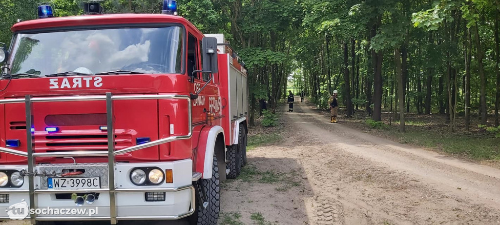 Podcięte siekierą drzewa w gminie Kampinos