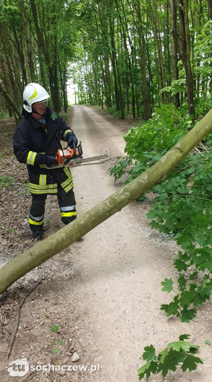 Podcięte siekierą drzewa w gminie Kampinos