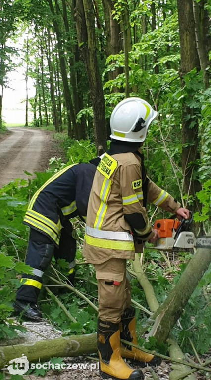 Podcięte siekierą drzewa w gminie Kampinos