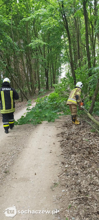Podcięte siekierą drzewa w gminie Kampinos