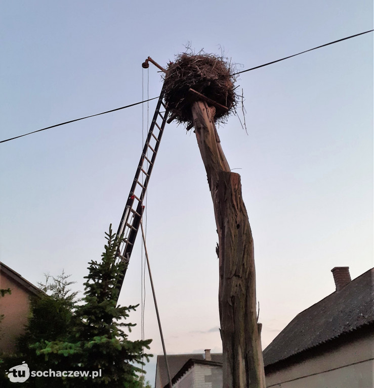 Akcja dokarmianie bocianów z Henrykowa