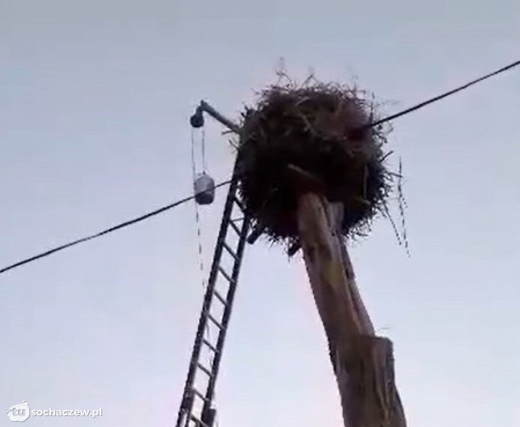 Akcja dokarmianie bocianów z Henrykowa