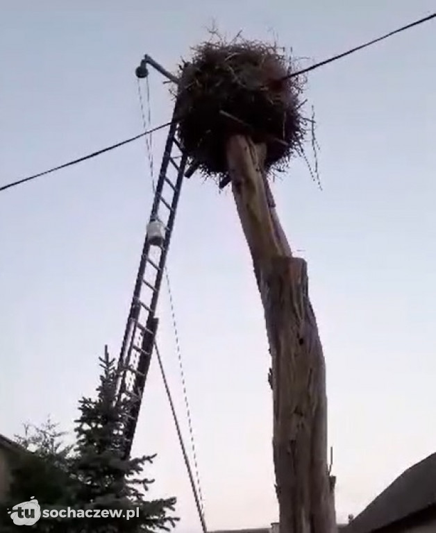 Akcja dokarmianie bocianów z Henrykowa