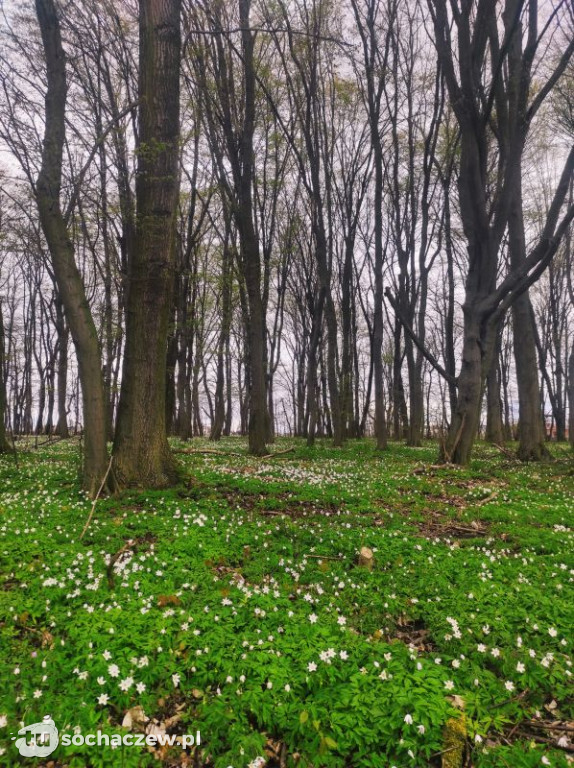 Wiosna w gminie Iłów. Konkurs rozstrzygnięty