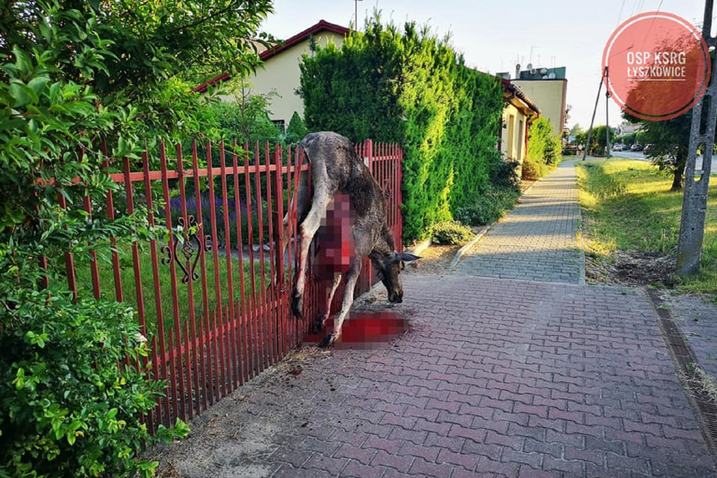 Tragiczny finał spaceru łosia po wsi