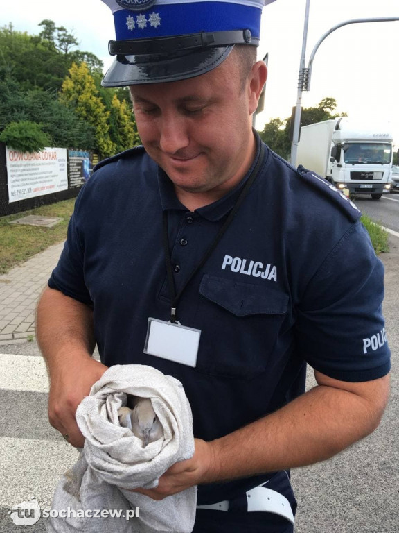 Wstrzymał ruch na DK 92, by ratować cukrówkę