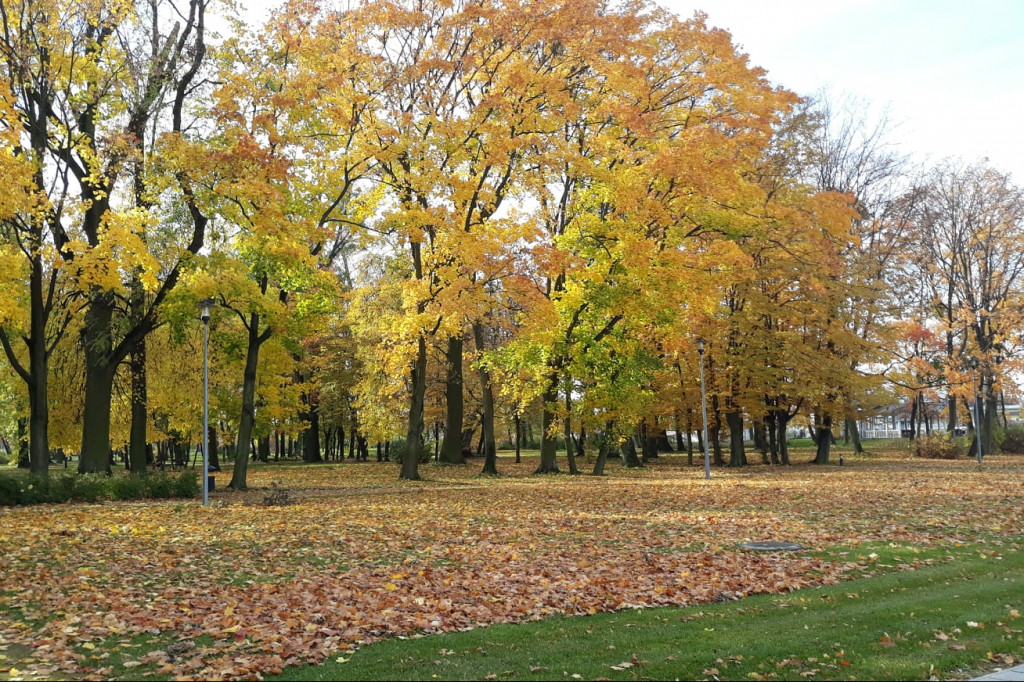 Jesień w Sannikach