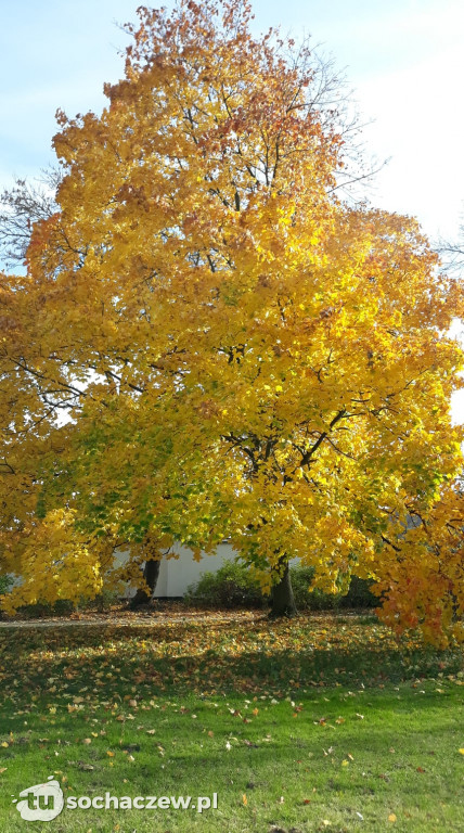 Jesień w Sannikach
