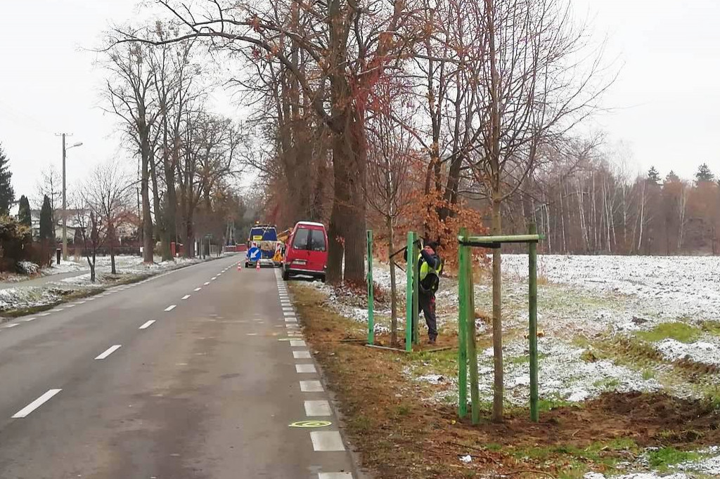 Zabytkowa aleja lipowa: trwają nasadzenia