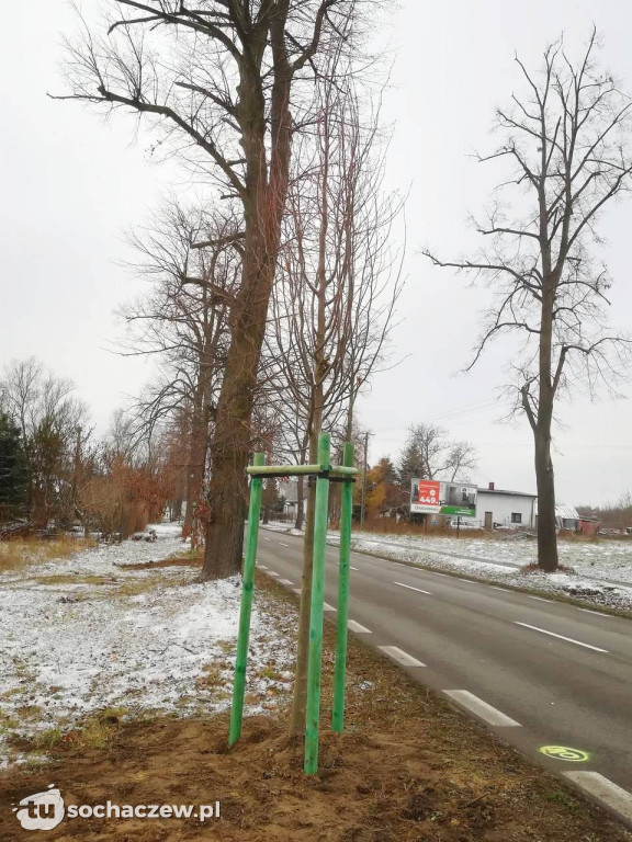 Zabytkowa aleja lipowa: trwają nasadzenia