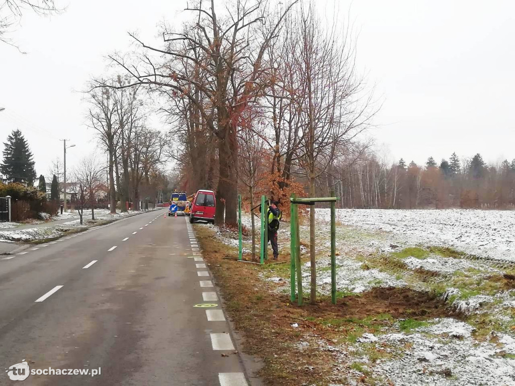 Zabytkowa aleja lipowa: trwają nasadzenia
