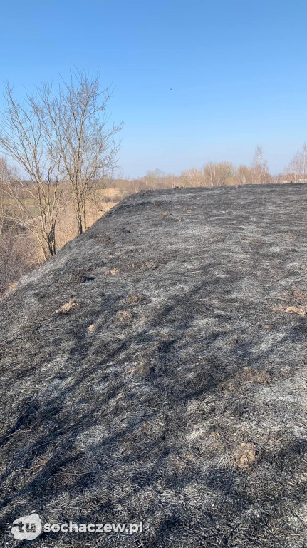 Pożar traw w Teresinie