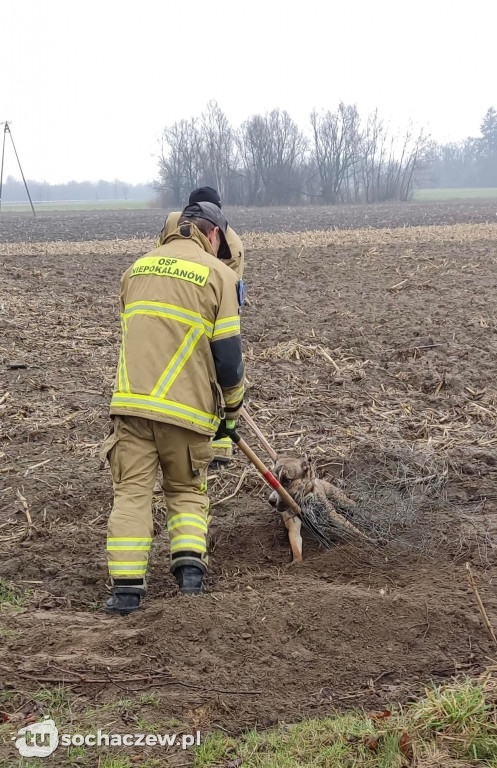 Nietypowa akcja OSP Niepokalanów