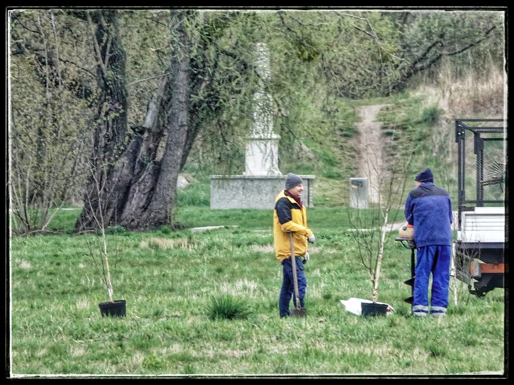 Brzozy i buki na bulwarach