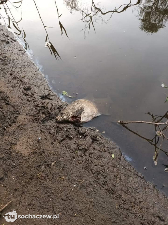 Klęska ekologiczna na Bzurze