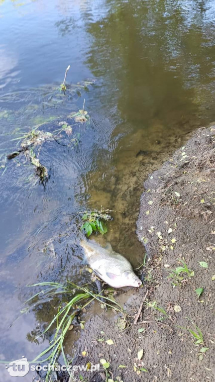 Klęska ekologiczna na Bzurze