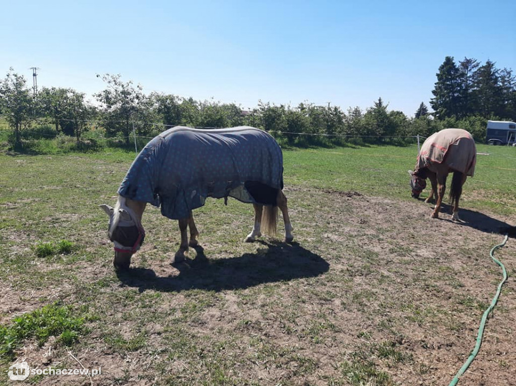Zawody Jeździeckie Western w gminie Rybno