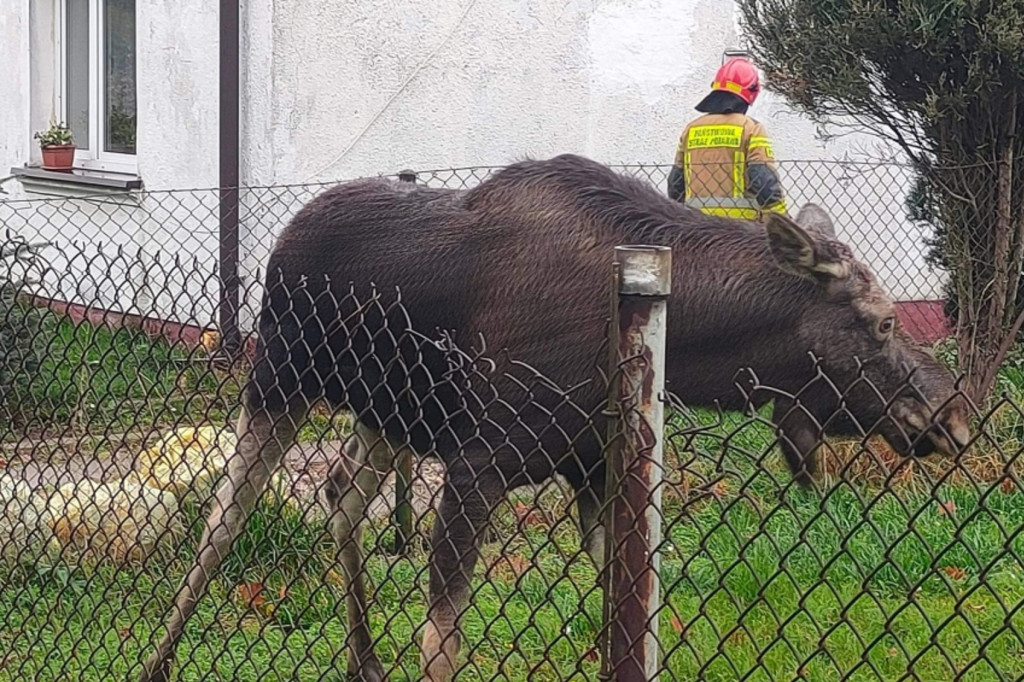 Łosie na posesji przy ul. Leśniej