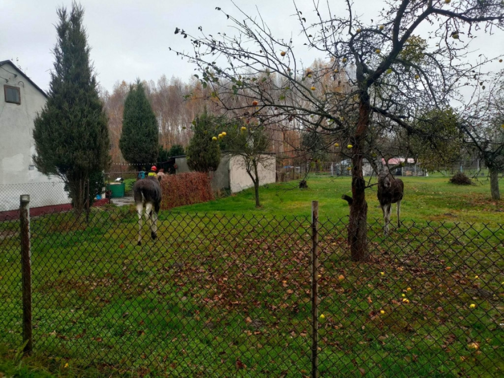 Łosie na posesji przy ul. Leśniej