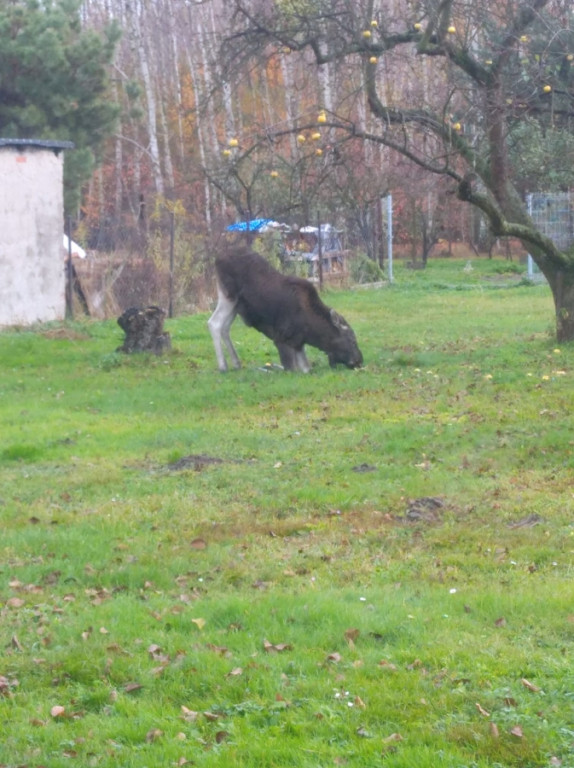 Łosie na posesji przy ul. Leśniej
