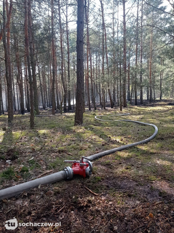 Pożar lasu w Konarach