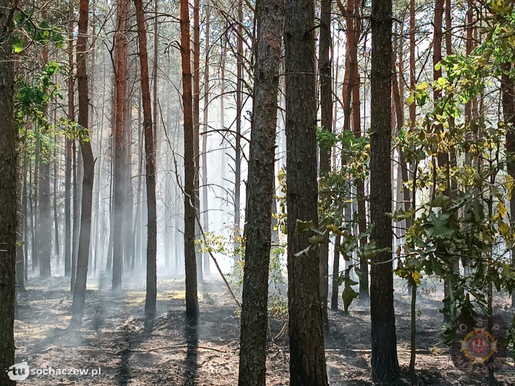 Pożar lasu w Konarach