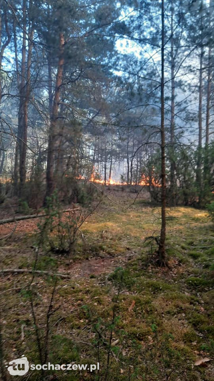 Pożar lasu w Konarach