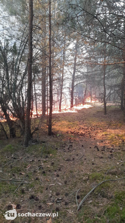 Pożar lasu w Konarach