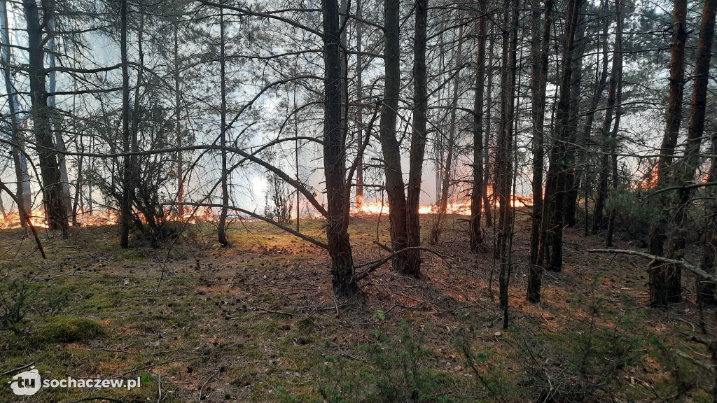 Pożar lasu w Konarach