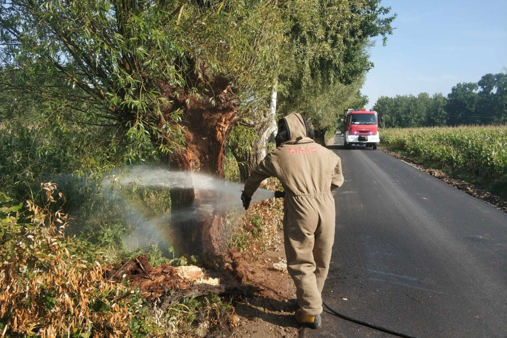 Atak groźnych owadów