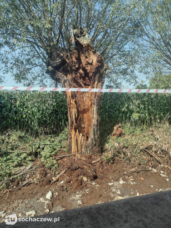 Atak groźnych owadów