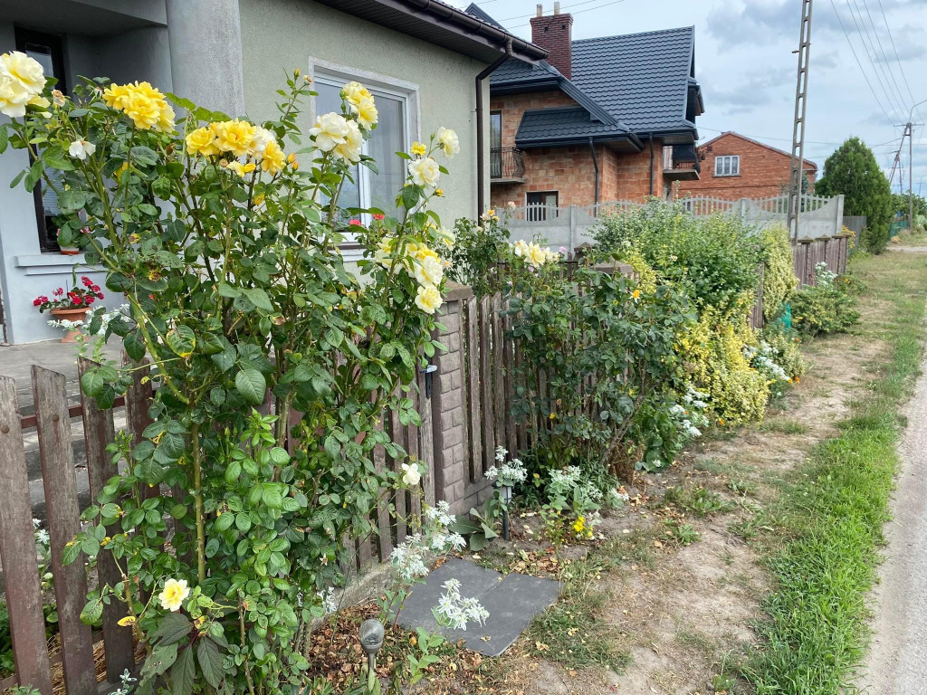 Najpiękniejszy ogród w gminie Rybno