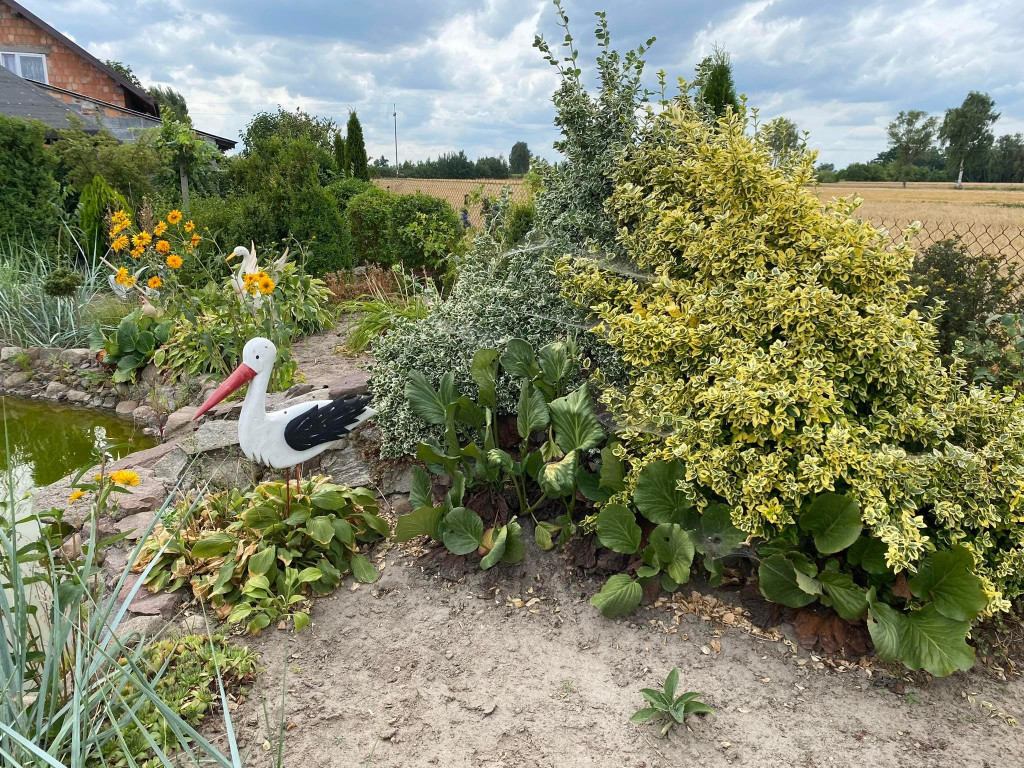 Najpiękniejszy ogród w gminie Rybno