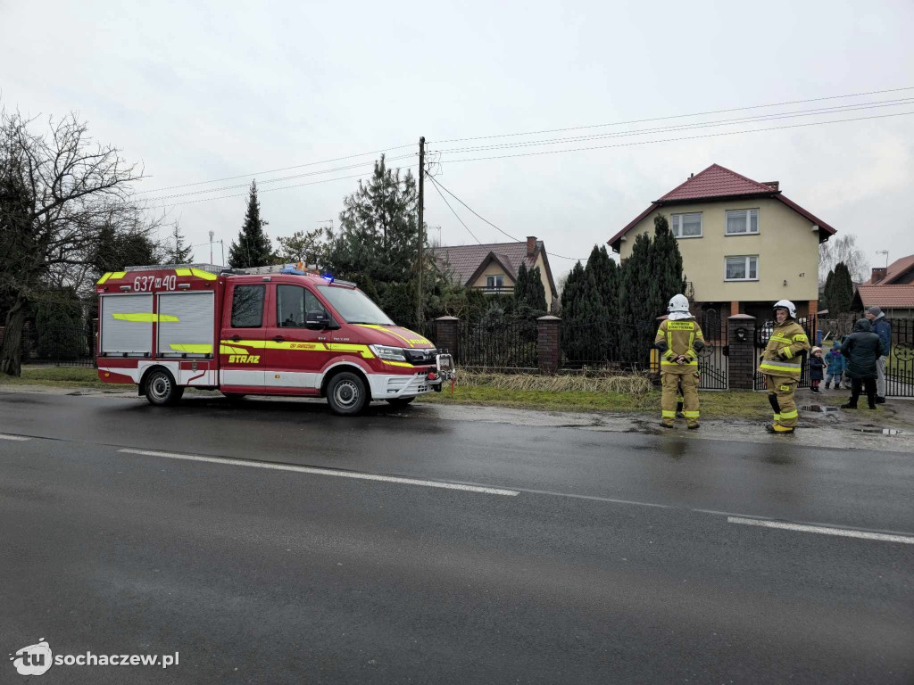 Kot na słupie w Rozlazłowie