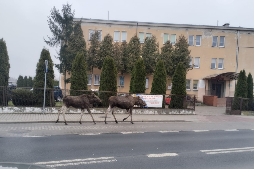 Łosie w Chodakowie