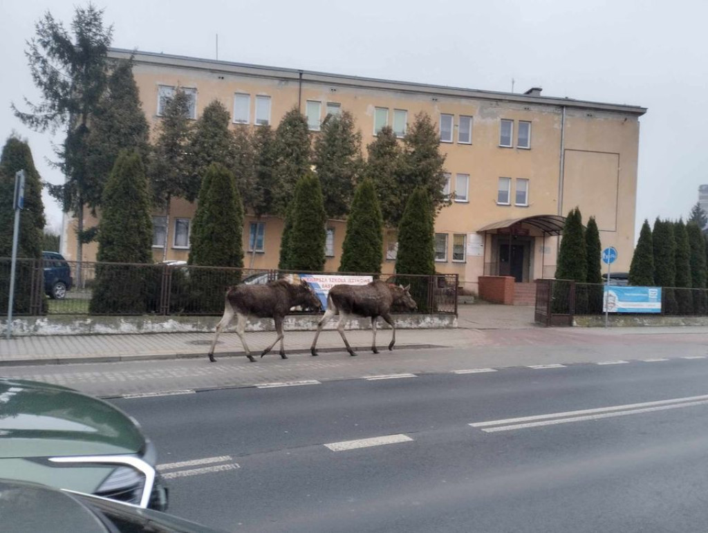 Łosie w Chodakowie