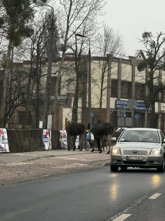 Łosie w Chodakowie