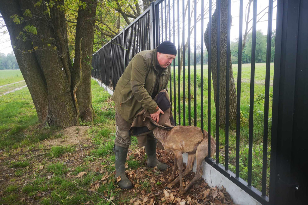 Koziołek w opałach
