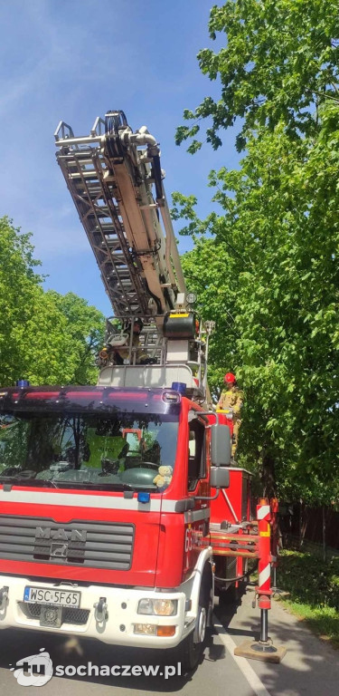 OSP Feliksów pomaga kotu na drzewie